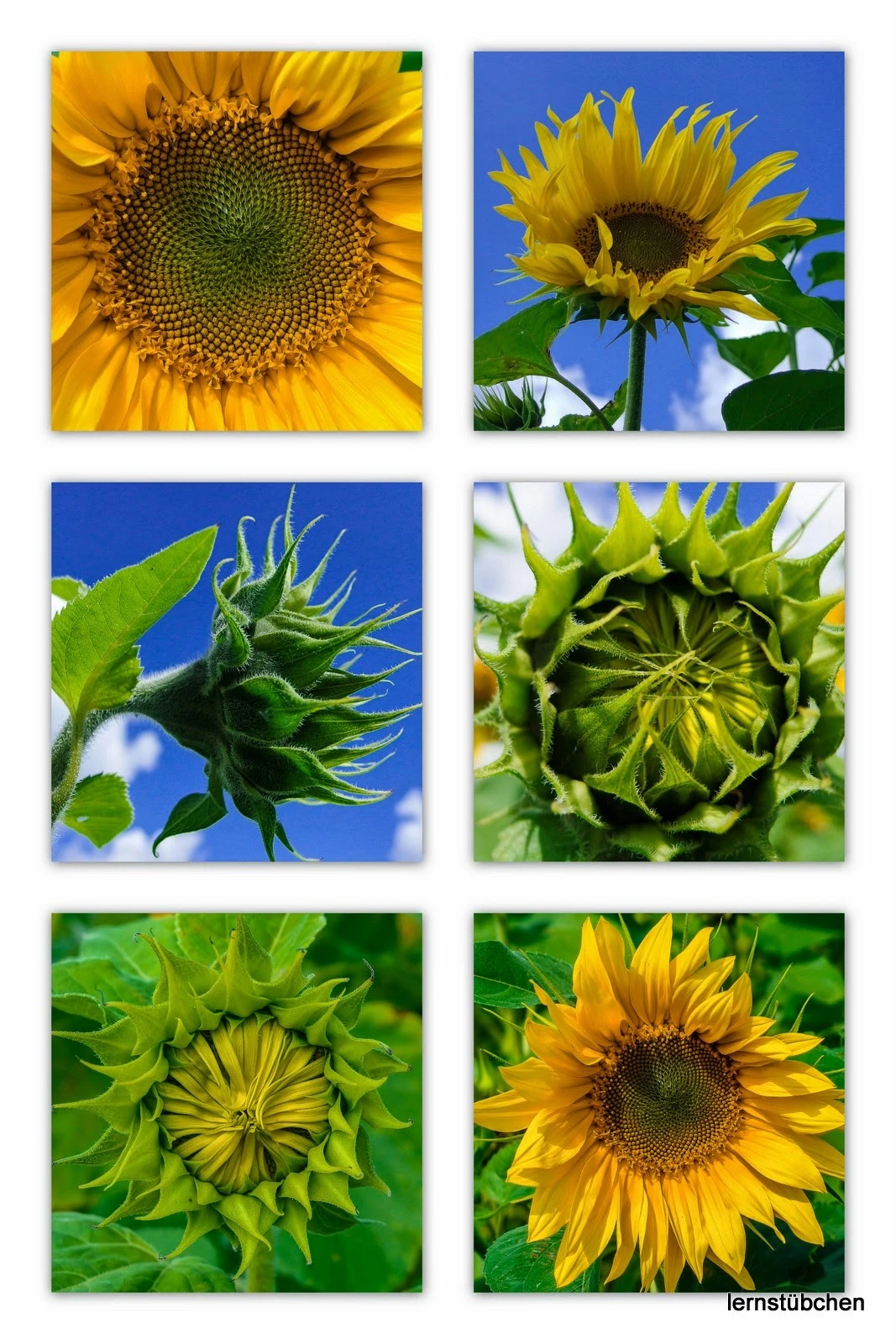 Sonnenblumen.jpeg